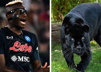 Osimhen-mania: Naples Zoo names rare Jaguar after Napoli and Super Eagles striker