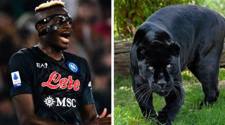 Osimhen-mania: Naples Zoo names rare Jaguar after Napoli and Super Eagles striker