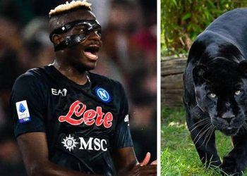 Osimhen-mania: Naples Zoo names rare Jaguar after Napoli and Super Eagles striker